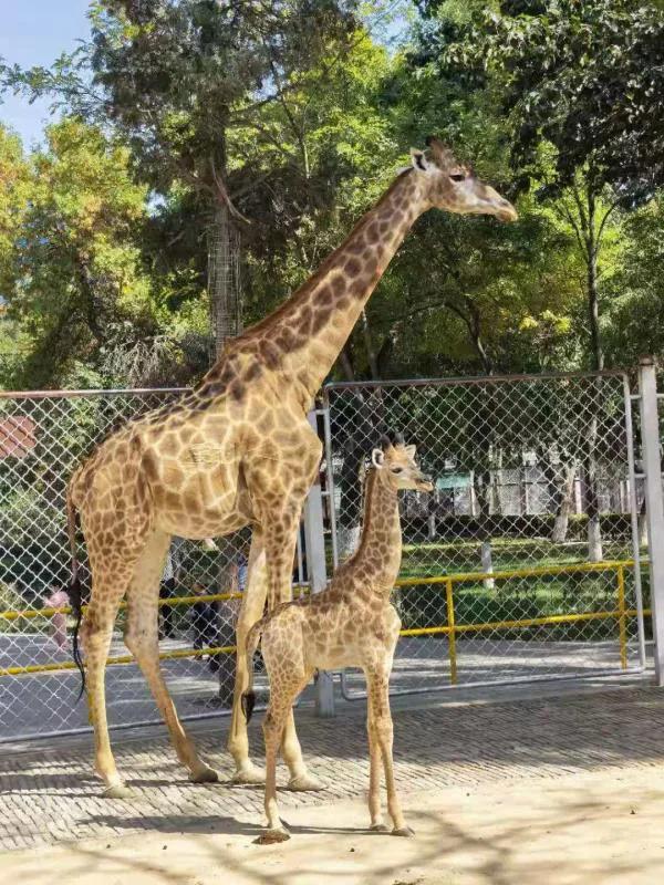 银川中山公园动物园梅花鹿,银川中山公园动物园