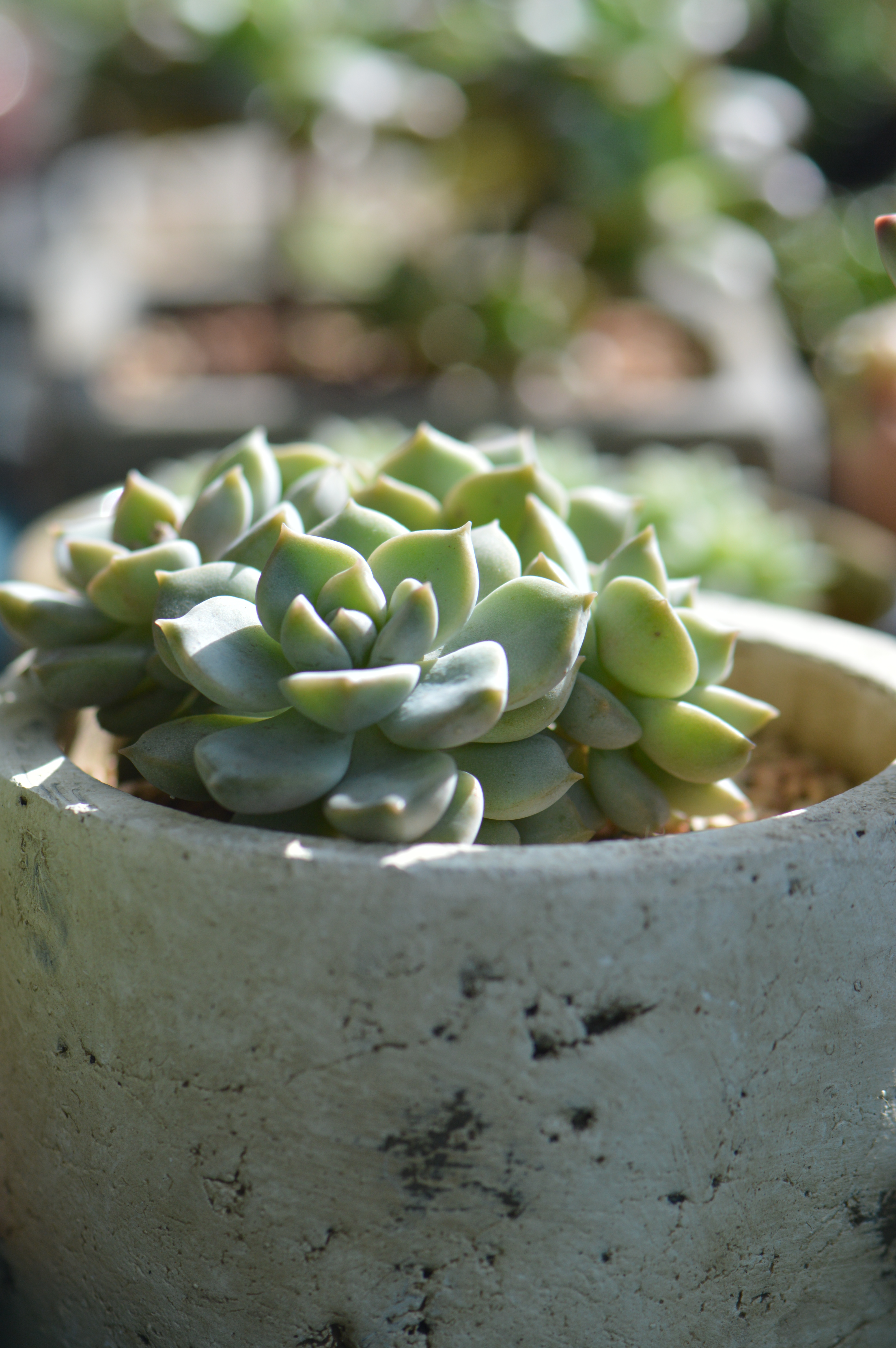 清欢养肉｜优生优育的白牡丹，让你从几片叶子跻身多肉大户