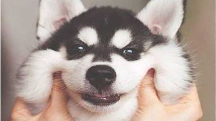 怎么教出温顺的狗狗,狗狗不听话怎么教