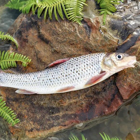 中国最好吃的4大淡水鱼,中国特别好吃的10种淡水鱼