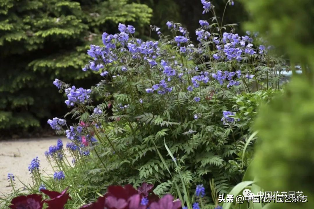 全球知名育种商网上推新品——TerraNova、ProvenWinners|环球