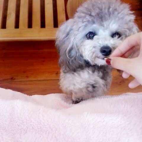 治疗贵宾犬泪痕的方法,贵宾犬喝水多是不是就有泪痕