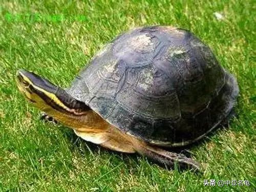 新手养水龟最好养什么龟,新手养半水龟哪个品种好