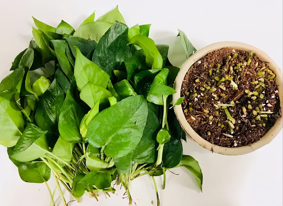 除甲醛最好的方法是净化还是治理,甲醛治理有效的方法