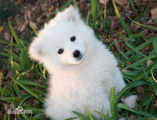 宠物狗小型犬品种排名大全及图片,性格温顺的小型犬有哪些