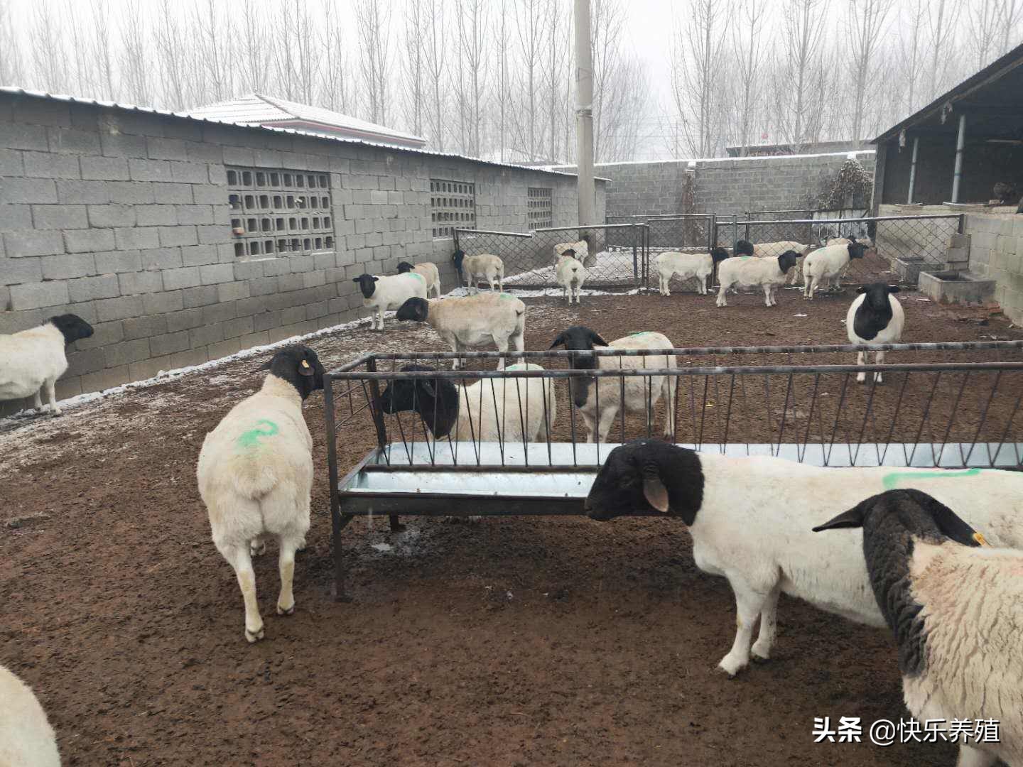 养10只羊能赚多少钱,养10只羊一年能赚多少钱