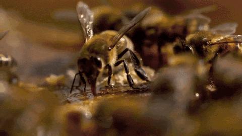 东北黑蜂雪蜜是骗人的吗,东北黑蜂椴树雪蜜真假