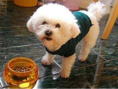 比熊犬的泪痕如何解决,比熊犬有泪痕有什么小技巧解决吗