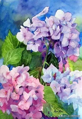 100种花卉绘画,100多张花卉线描手稿素材赶快收藏