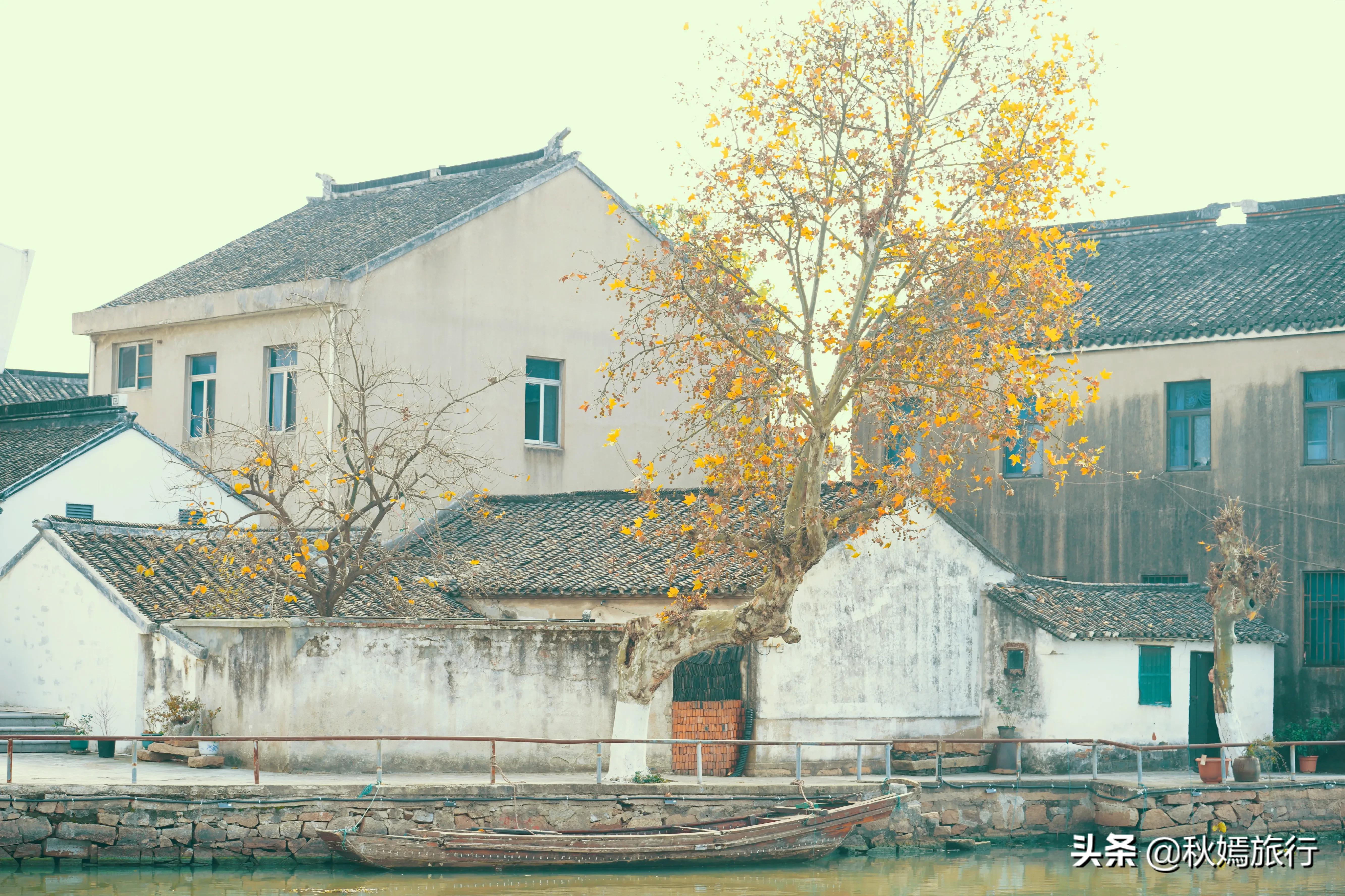 相城区北桥镇千年银杏树,苏州相城银杏打卡