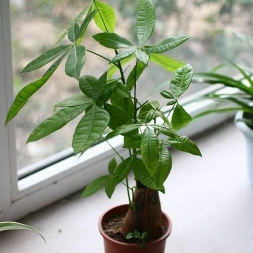 盆里加上“黄金豆”，叶片油亮亮，烂根黄叶都没有，发财树真好养