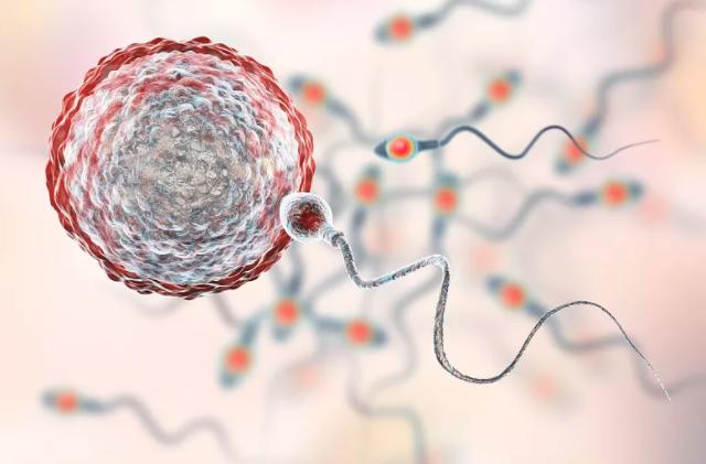 鑻卞浗濂冲瓙缃戜笂璐拱閽堢瓛,閽堢瓛浜哄伐鎺堢簿