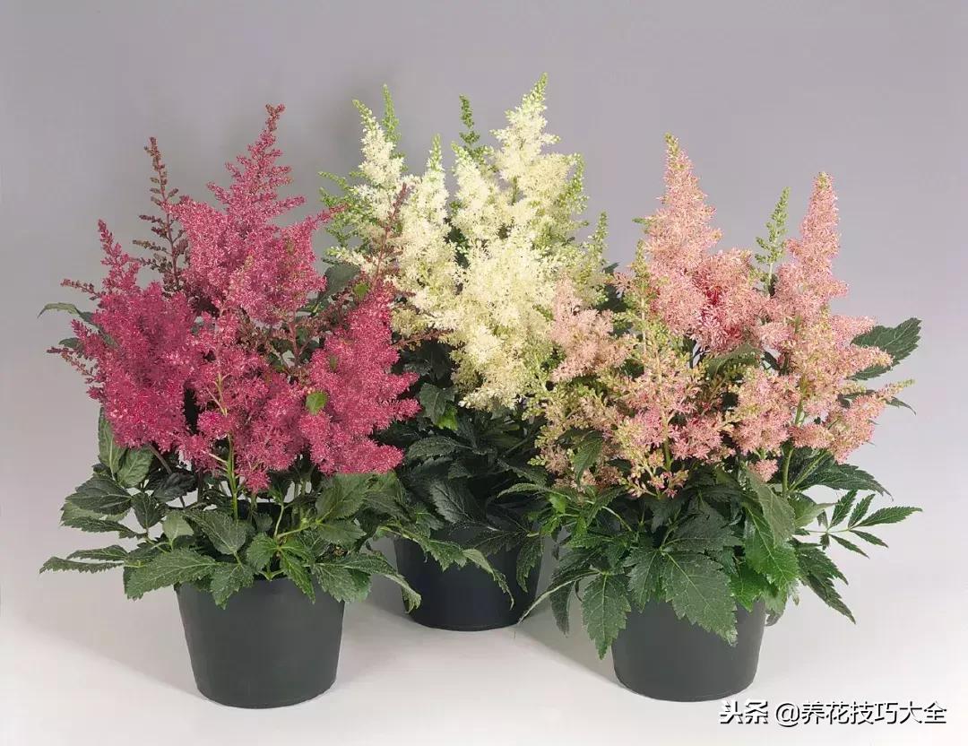 养在家里可以开花结果的植物,落新妇这种花好养吗