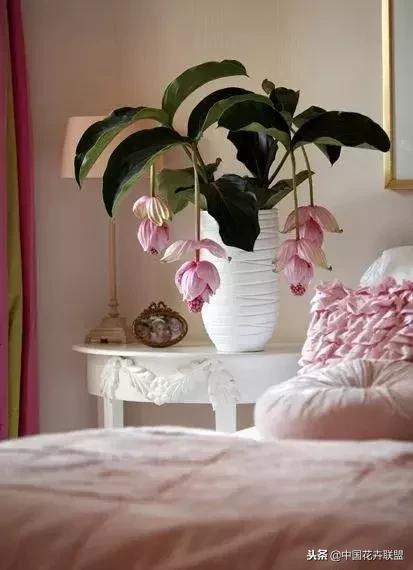 打翻了调色盘的花,打翻了调色盘的美景