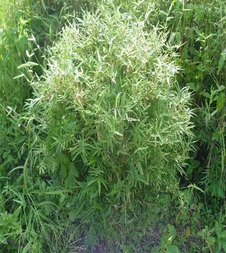 竹子大全100种及名称,竹子一共有多少种品种