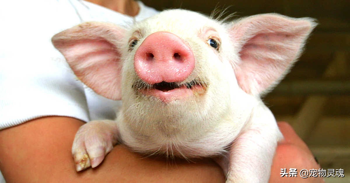 养宠物猪要做好的准备,养宠物猪需要注意的事项有哪些