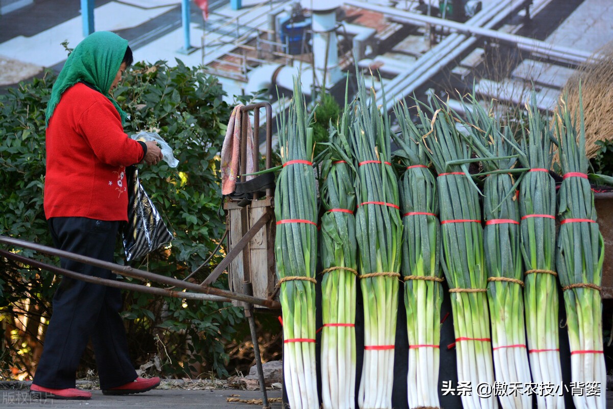 怎样种出大葱,如何种出来的大葱甜不辣