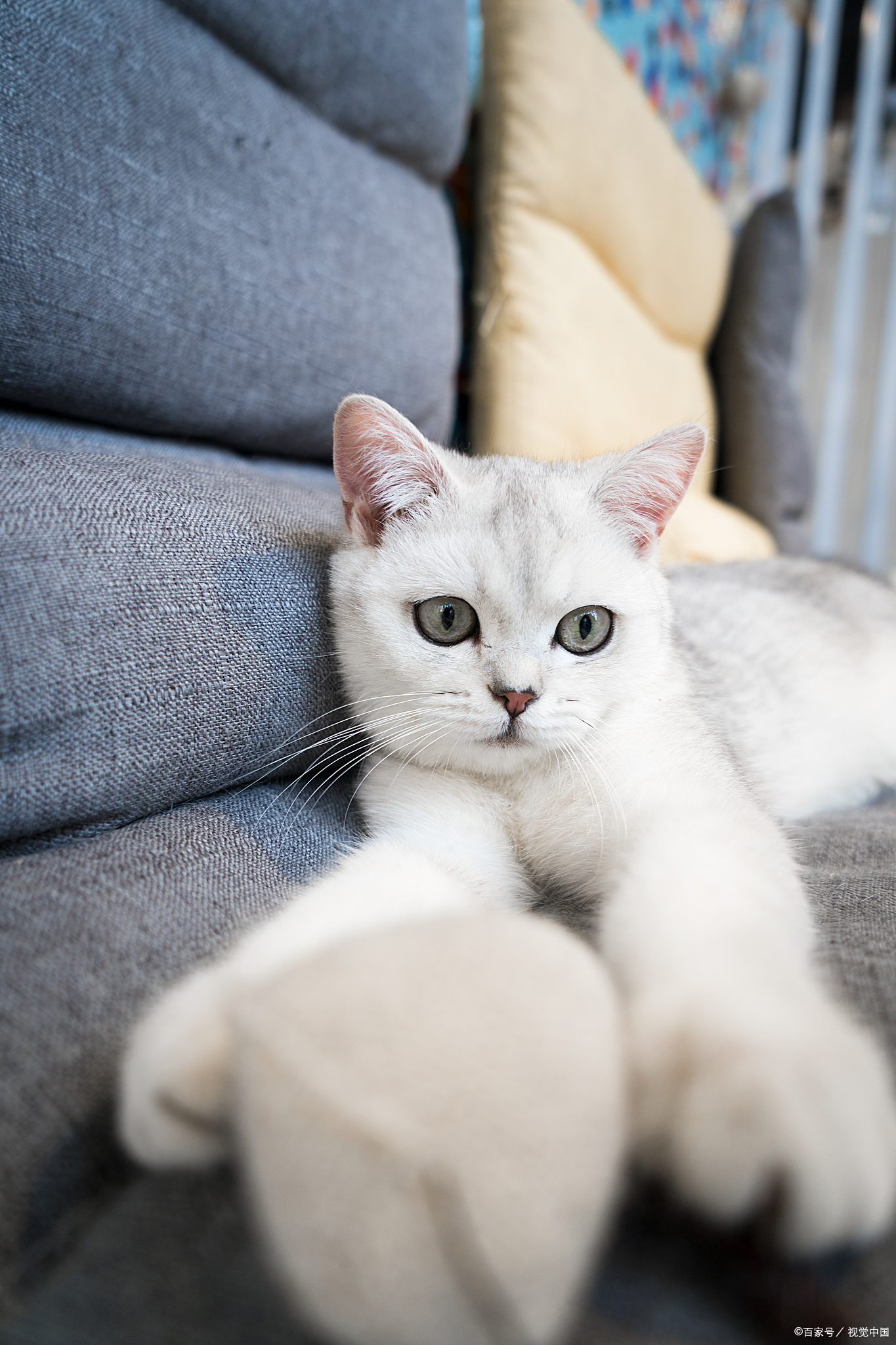 怎么训练猫亲近主人,猫主子训练动作图解