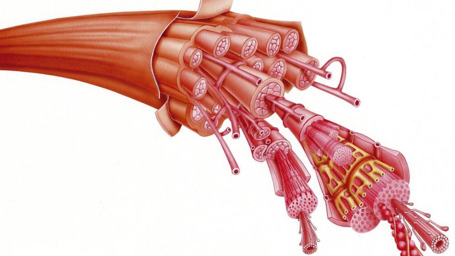 皮质醇高练完长肥肉,掉肌肉长脂肪该怎么办