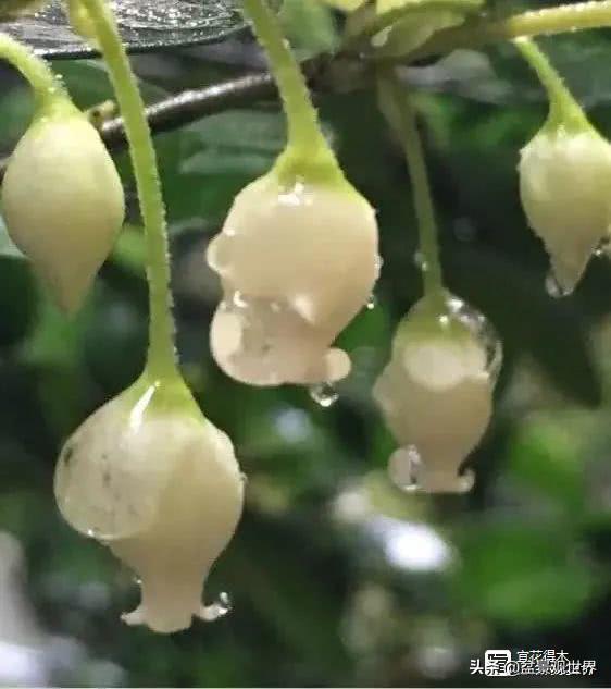 金弹子只养一棵会挂果吗,金弹子养了四年为什么不开花