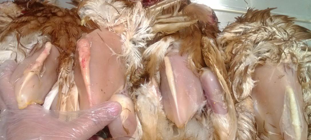 鸡支原体感染引起的肿脸,鸡支原体病肿头肿脸