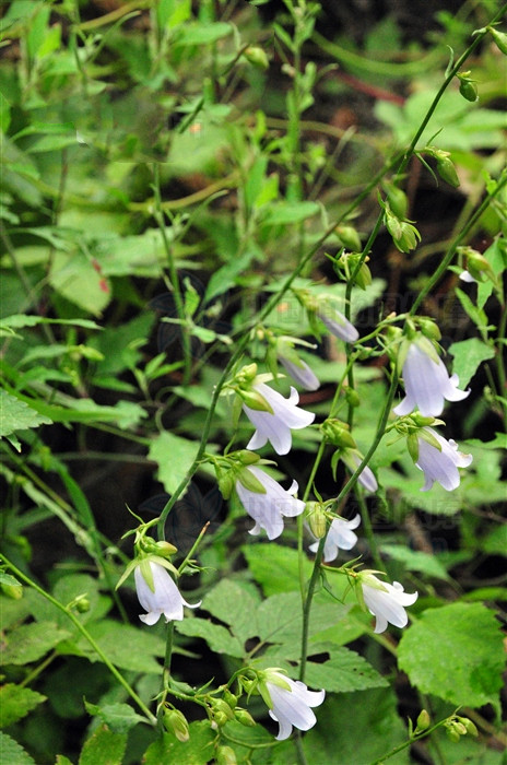 荠苨功效与作用,荠苨又叫什么药