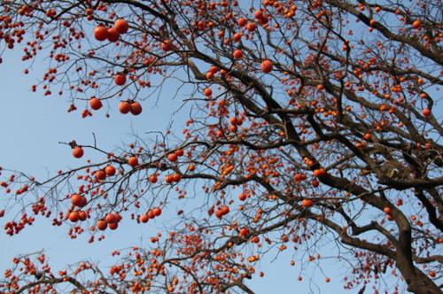 简单阐述家庭农场具有哪些优势,创办家庭农场的必要准备