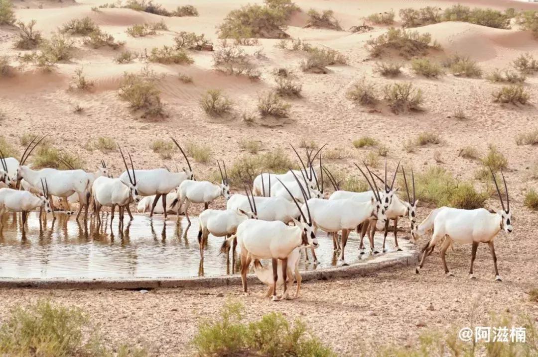 沙漠里的奇迹城,沙漠中的奇迹之城