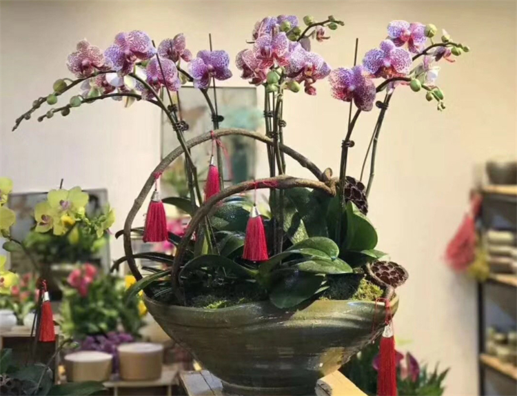 蝴蝶兰怎么养才能更旺盛一点,蝴蝶兰好养吗新手