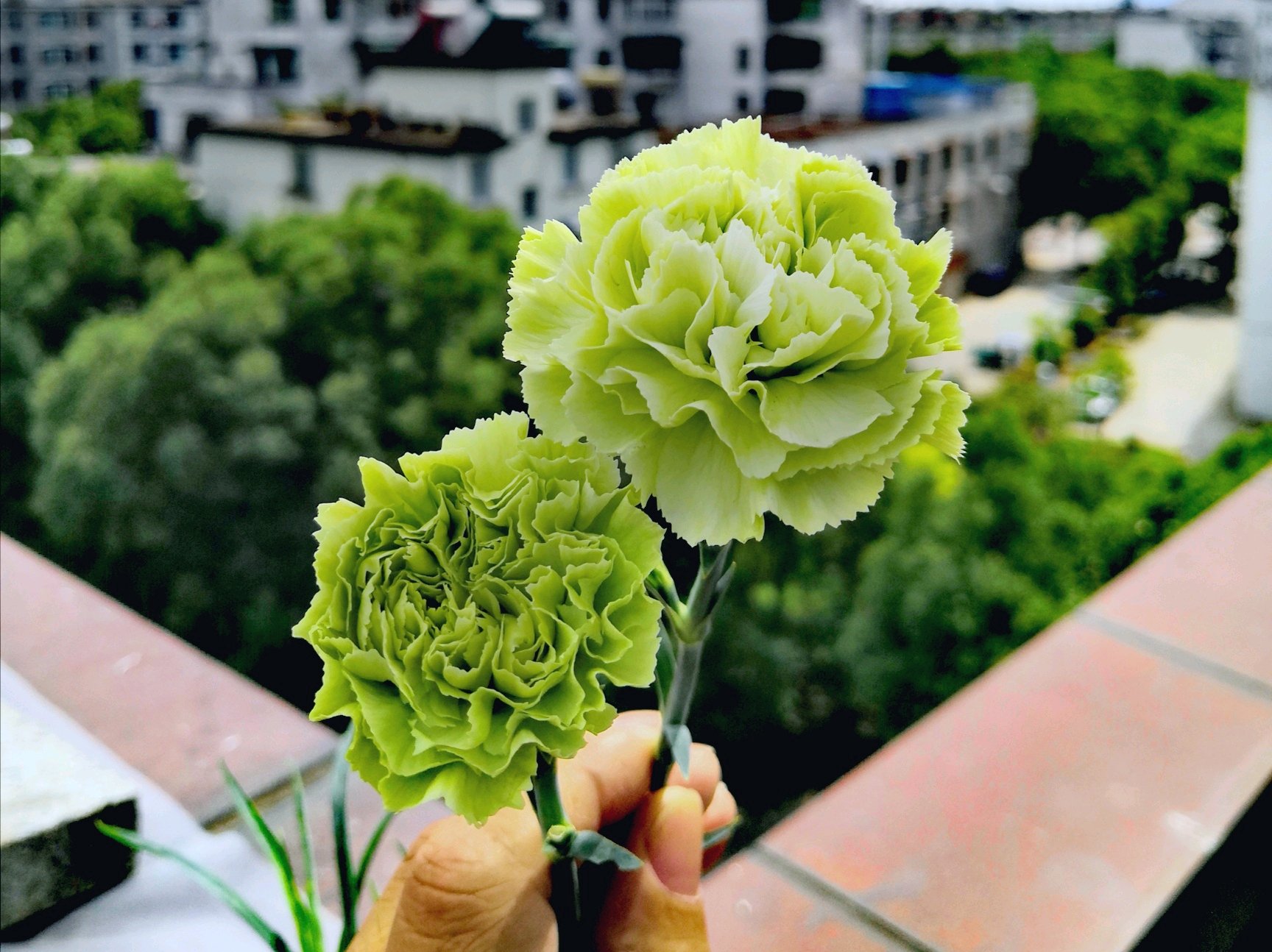 盆栽康乃馨晒枯萎怎么补救,康乃馨盆栽花枯萎怎么修剪