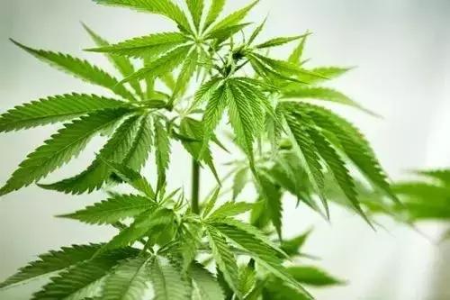 汉麻系列丨人类发现的最完美材料已经8000岁了