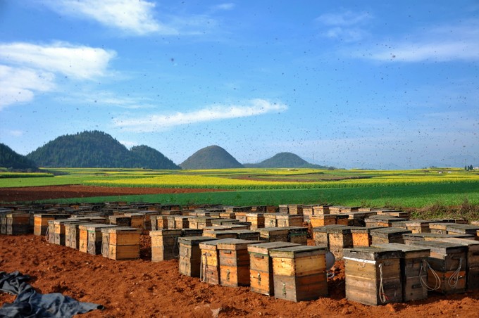 走进春天走进桃花盛开的地方,云南罗平金色花海之旅
