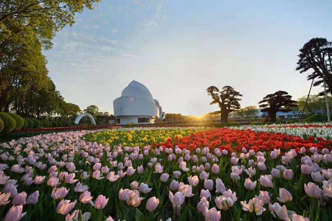双流空港花田十月份有什么活动,双流空港花田赏花