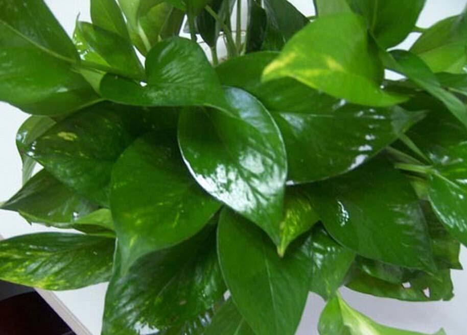 绿萝怎样养才不烂根和黄叶,绿萝如何浇水可以防止烂根黄叶