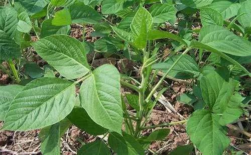 磷酸二氢钾在作物上怎样使用 (磷酸二氢钾的使用范围和方法)