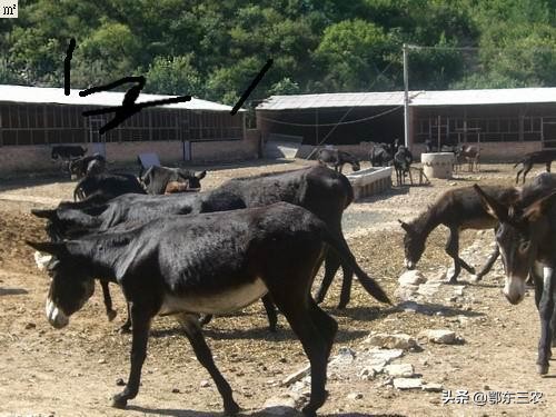 驴肉价格为啥差那么多,驴肉市价