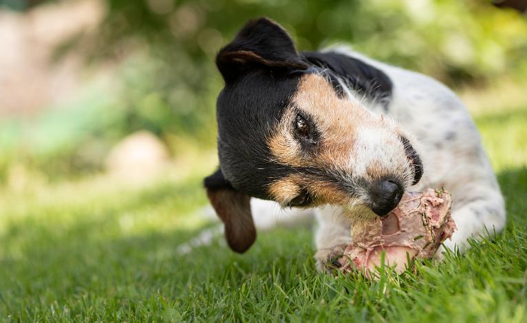 狗吃鸡骨头为什么不好,狗吃鸡胸肉干好不好