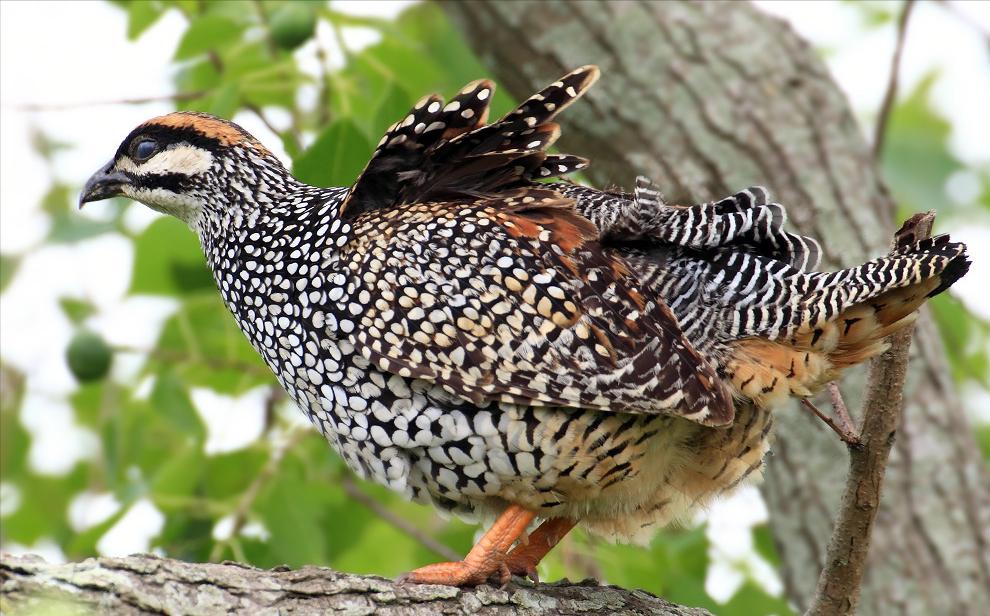 东江揽胜,惠州淡水常见鸟类图谱