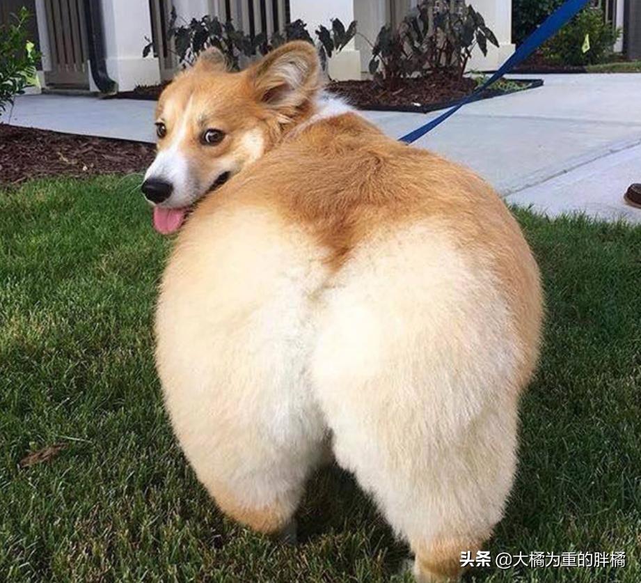 柯基犬怎么知道好不好,如何知道柯基有肠胃疾病