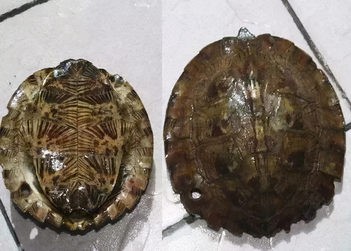 龟类大百科,大眼睛龟类