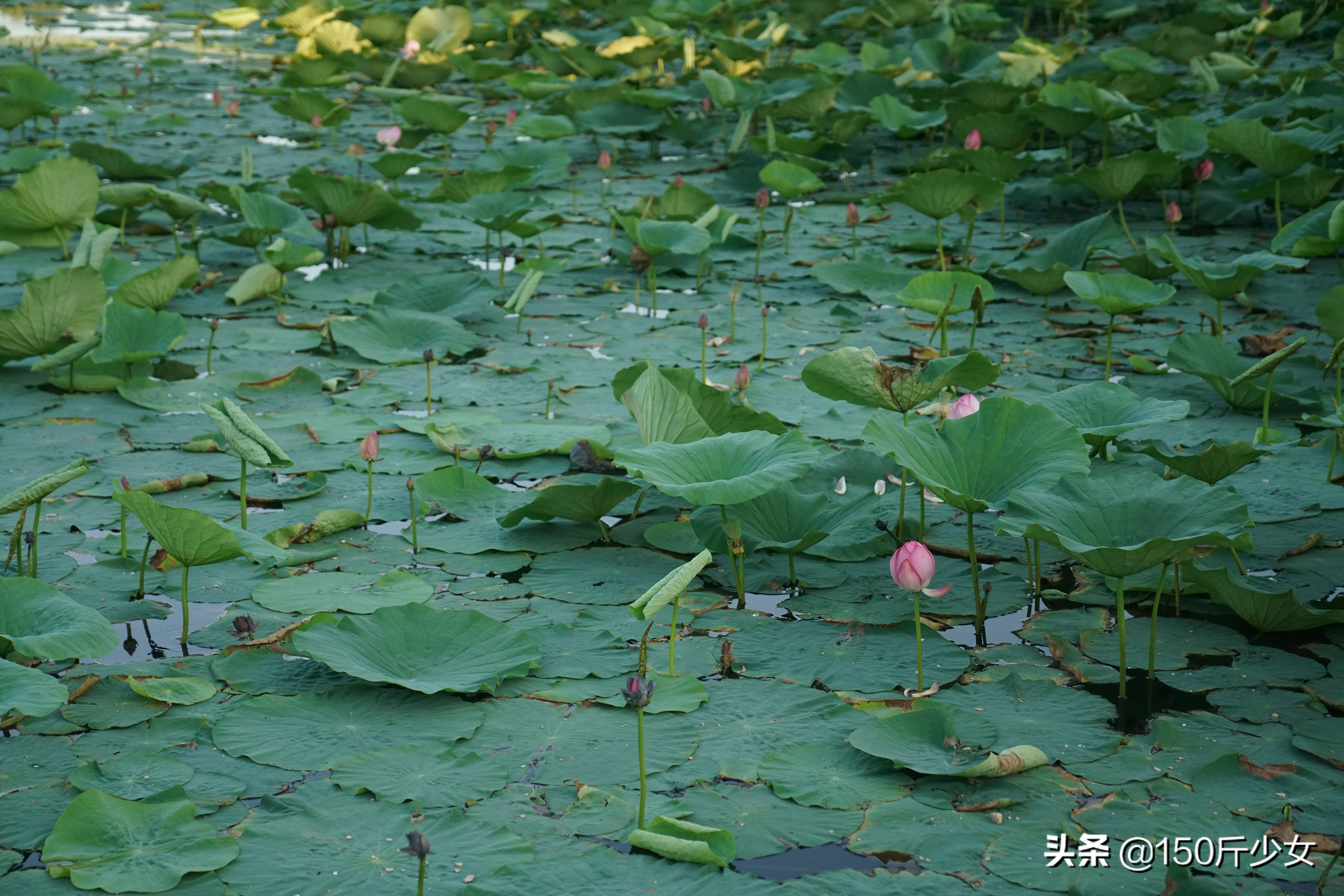吉林旅游攻略自由行三天两晚住宿,吉林旅游自由行攻略图片大全