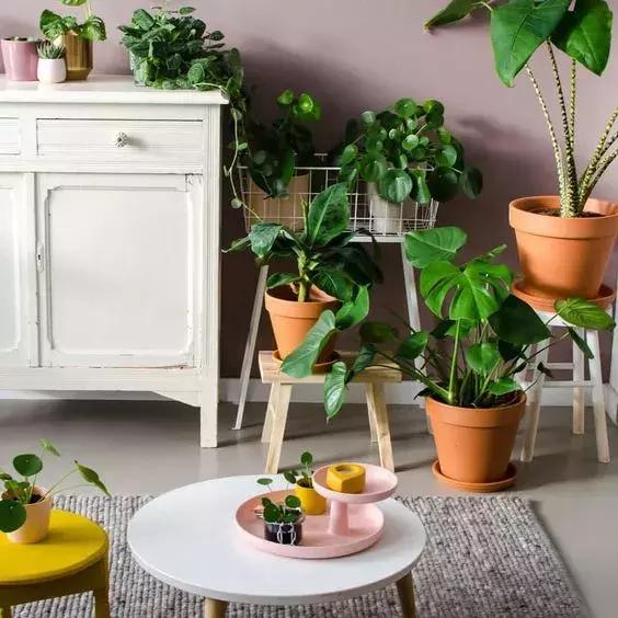 过期的药片丢花盆里花长疯了,家里过期的小药片还可以养植物