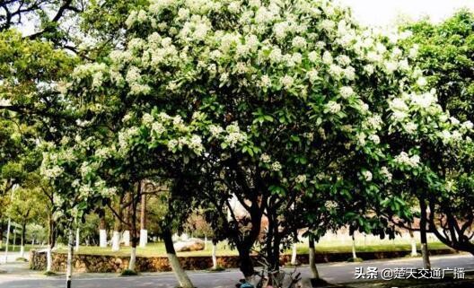 石楠花春天,石楠花已经开了