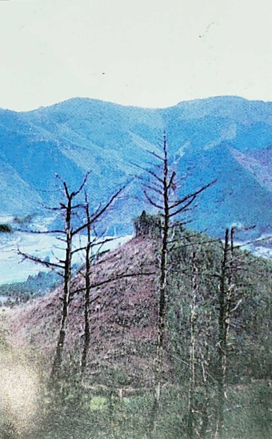 为什么我们要转发这条锦鲤信息,锦鲤转发的正确方法是什么