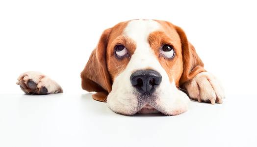 狗狗鼻头不黑的原因,狗狗黑鼻头