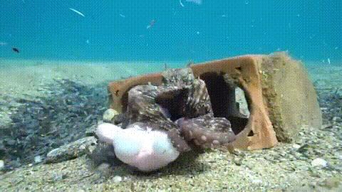 高智商章鱼作为宠物有多恐怖 (章鱼产卵后的死亡无法避免吗)