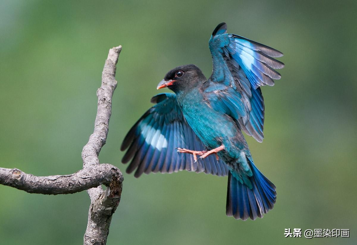 观鸟拍鸟最佳效果图,如何拍鸟这些鸟类摄影技巧要学会