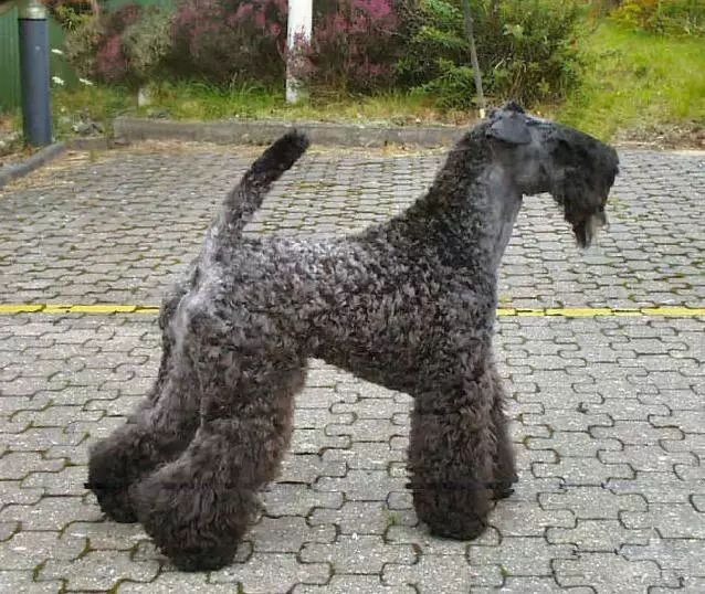 45只名犬排行,45种名犬您都认识吗