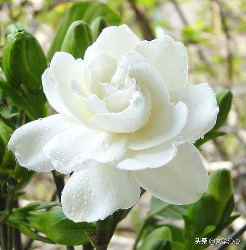 每日原创诗词一首,每日成诗