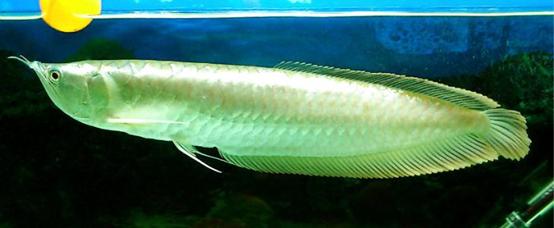 龙鱼活化石价格,最值得饲养的龙鱼